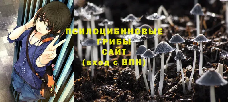 Псилоцибиновые грибы Psilocybe  Алатырь 